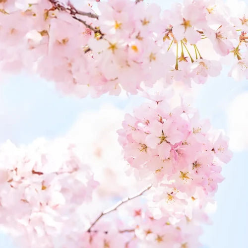 Pink cherry blossom flowers in bloom, soft powdery floral fragrance inspiration — rose, iris, organic eau de toilette, Cosmos certified, France | LaPeNu