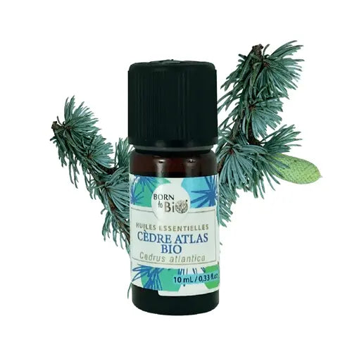Organic Essential Oil - Atlas Cedar