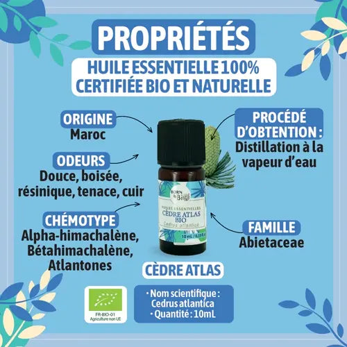 Organic Essential Oil - Atlas Cedar