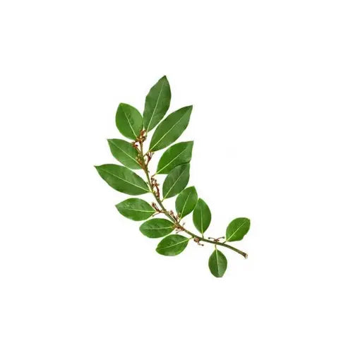 Certified Organic Bay Laurel Essential Oil – Breathing Support, Airway Comfort, Congestion Relief | LaPeNu