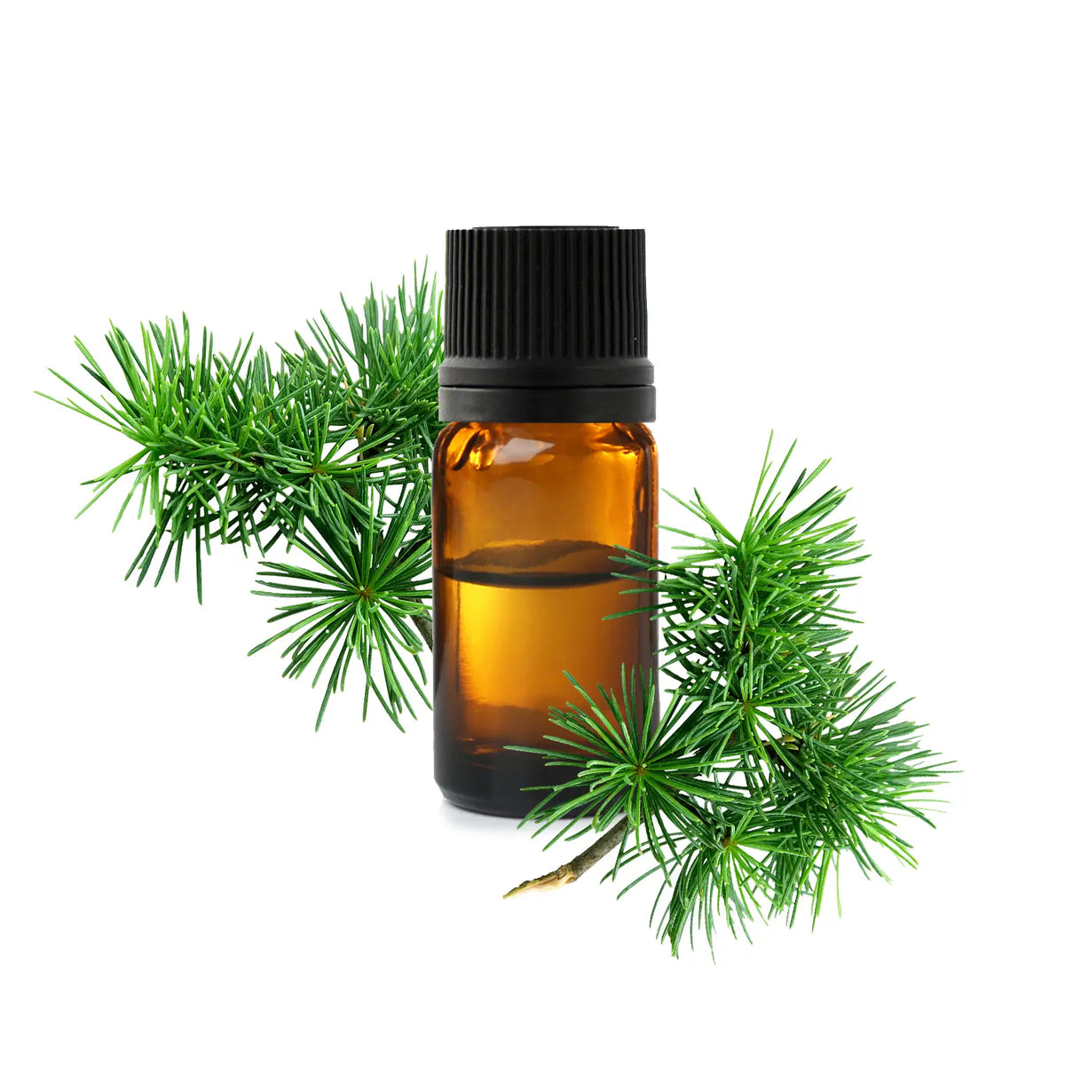 Organic Atlas cedarwood oil for massage blends supporting toned-looking skin and light-feeling legs | LaPeNu