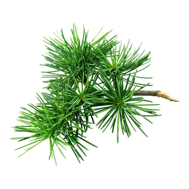 Pure organic Atlas cedarwood essential oil with a warm woody aroma for relaxation, grounding and natural home fragrance | LaPeNu