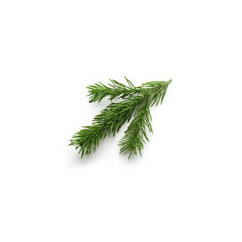 Pure, whole and chemotyped Balsam Fir essential oil for diffusion, inhalation and properly diluted skin application | LaPeNu
