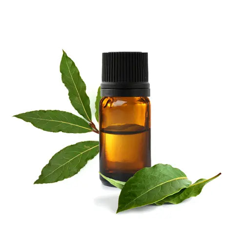 Certified Organic Bay Laurel Essential Oil – Laurus nobilis, Ecocert BIO, Food-Grade | LaPeNu
