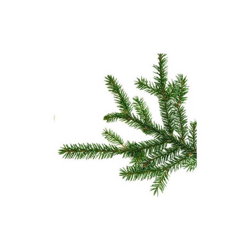 Black Spruce twigs/needles Black Spruce needles and twigs – source plant for Picea mariana essential oil. Tonic, respiratory, anti-inflammatory properties | LaPeNu 