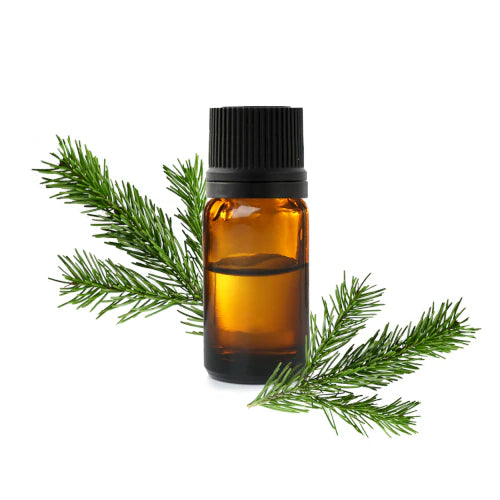 Organic Black Spruce essential oil Picea mariana – tonic, expectorant, anti-inflammatory. Pure, steam-distilled. For diffusion and massage | LaPeNu