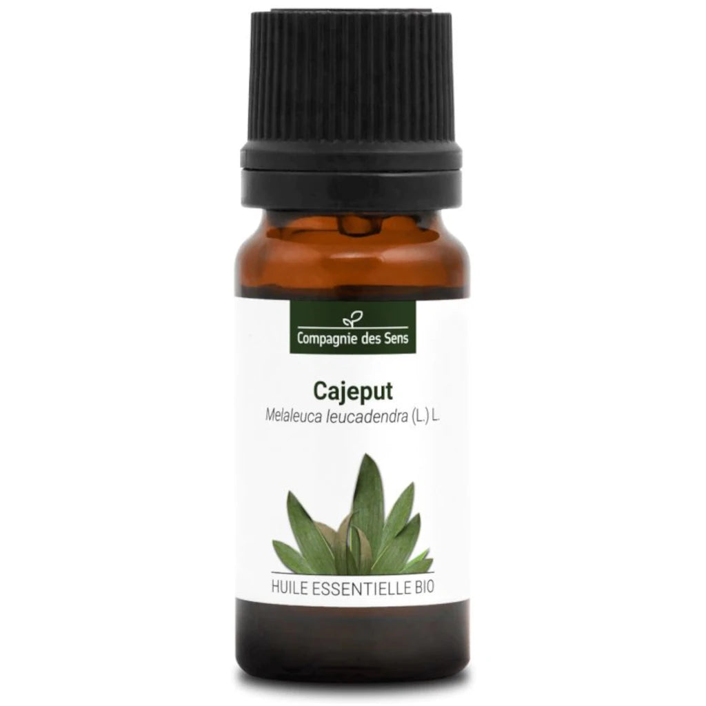 Pure Cajeput essential oil – antifungal, antiviral and circulatory support for natural aromatherapy routines | LaPeNu
