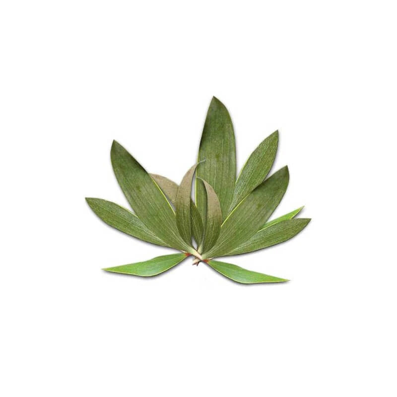 Organic Cajeput oil for skin-firming and antibacterial care, Ecocert certified, distilled from Vietnam and Indonesia | LaPeNu