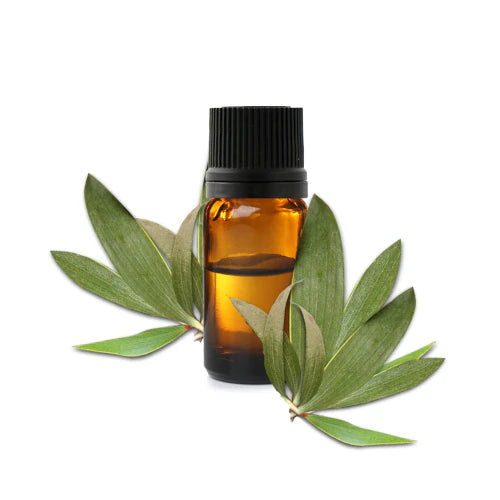 Organic Cajeput oil – purifying, insect-repellent and scalp-care properties, therapy-grade quality | LaPeNu