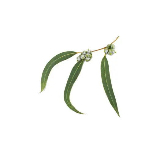 Organic Essential Oil - Eucalyptus Radiata