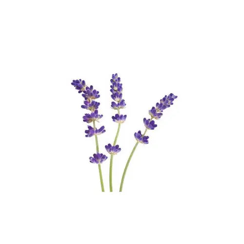 Organic Essential Oil - Fine Lavender