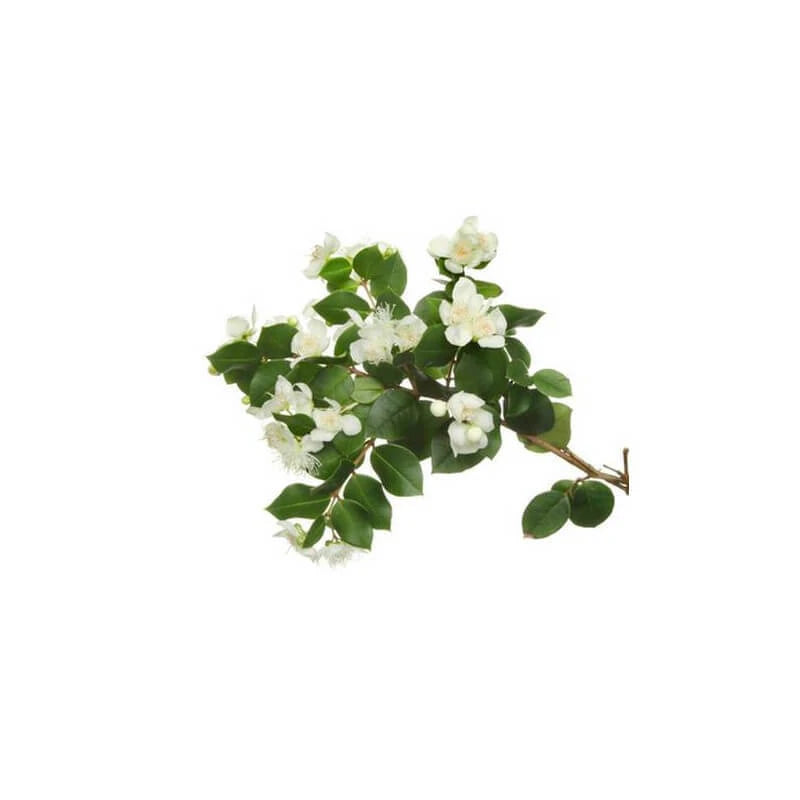 Green Myrtle essential oil rich in alpha-pinene and cineole, with purifying, astringent and calming properties | LaPeNu