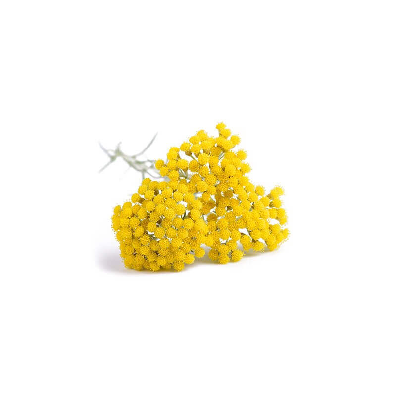 Organic Essential Oil - Italian Helichrysum / Immortelle