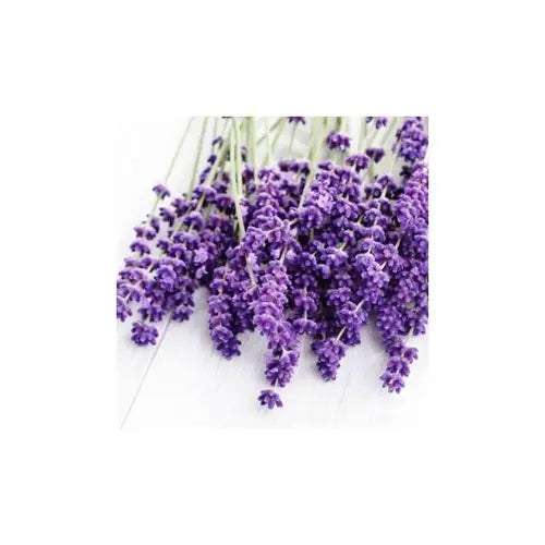 Organic Essential Oil - Lavandin Super