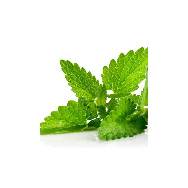 Organic Essential Oil - Melissa / Lemon Balm