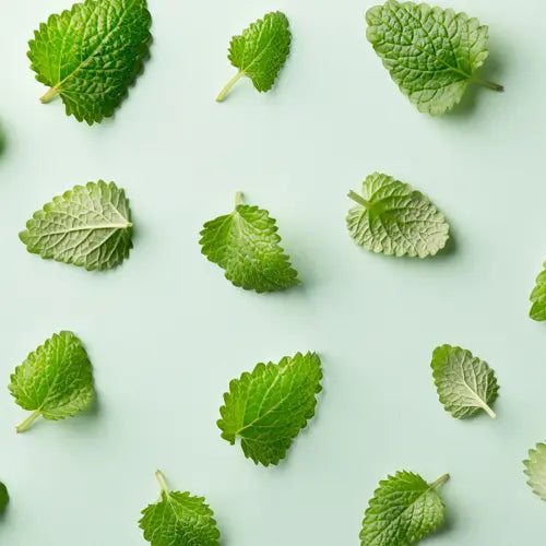 Organic Essential Oil - Peppermint