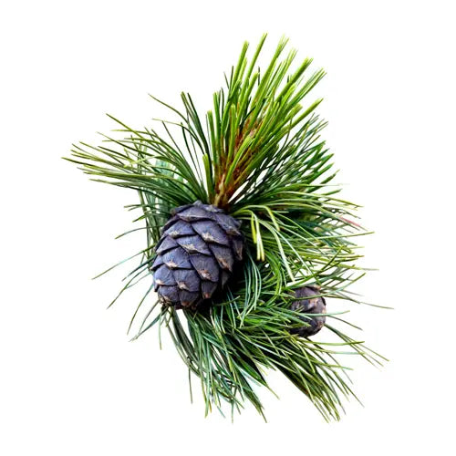 Organic Essential Oil - Pinus Cembra