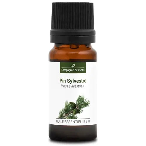 Organic Essential Oil - Scots Pine