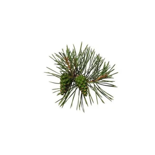 Organic Essential Oil - Scots Pine