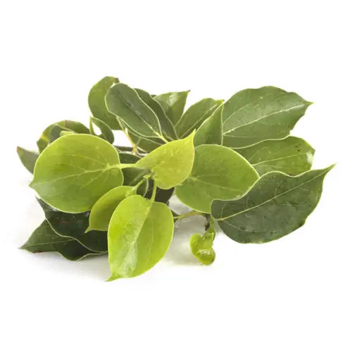 Organic Essential Oil - Ravintsara