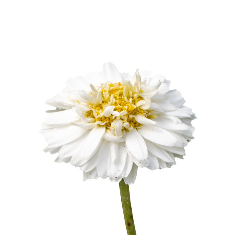 Organic Essential Oil - Roman Chamomile