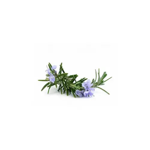 Organic Essential Oil - Rosemary Verbenone