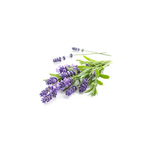 Organic Essential Oil - Spike Lavender