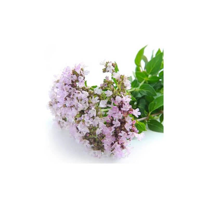 Food-grade Sweet Marjoram essential oil for diffusion, relaxing massage, skin and hair care, with a warm herbaceous scent | LaPeNu