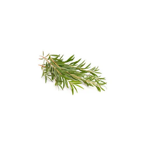 Organic Essential Oil - Tea Tree
