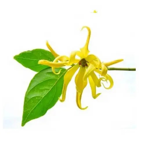 A fresh ylang ylang flower with delicate yellow petals, used in essential oil | LaPeNu