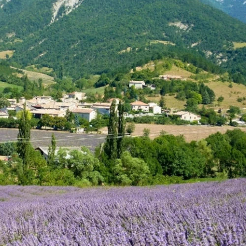 Organic Essential Oil - Fine Lavender