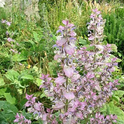 Organic Essential Oil - Clary Sage