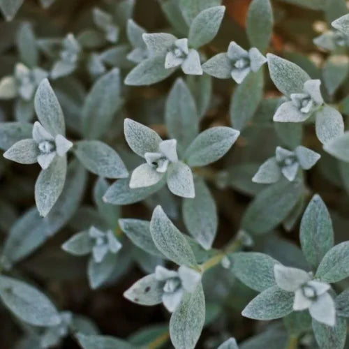 Organic Essential Oil - Clary Sage