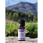 Organic Essential Oil - Lavandin Super