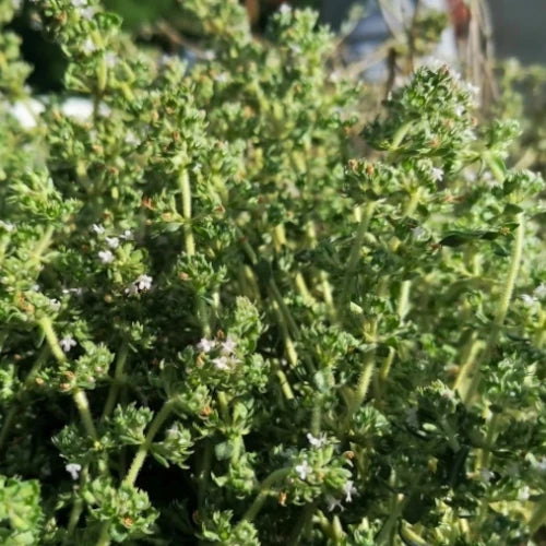 Organic Essential Oil - Peppermint