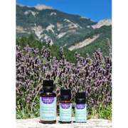 Organic Essential Oil - Rosemary Camphor