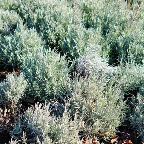 Organic Essential Oil - Rosemary Camphor