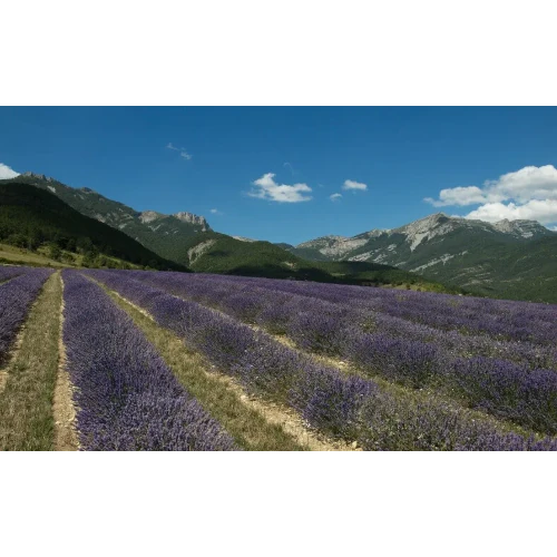 Organic Essential Oil - Lavandin Super