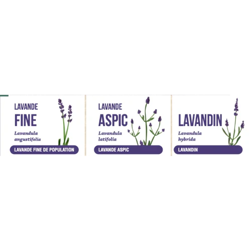 Organic Essential Oil - Fine Lavender
