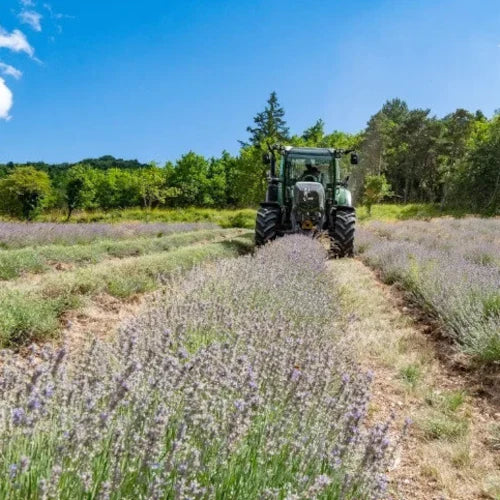 Organic Essential Oil - Fine Lavender