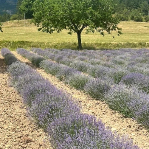 Organic Essential Oil - Fine Lavender