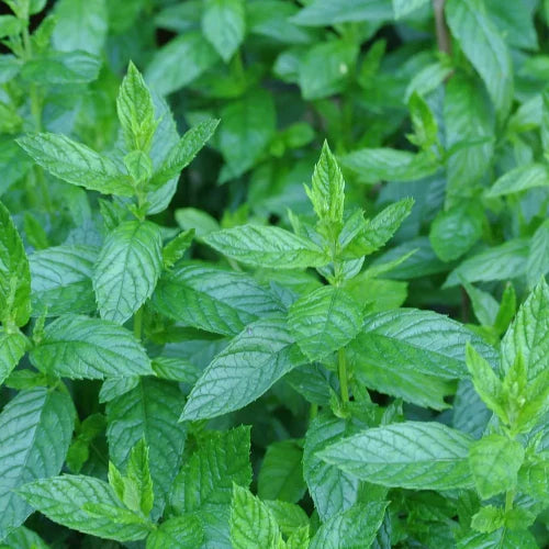 Organic Essential Oil - Peppermint