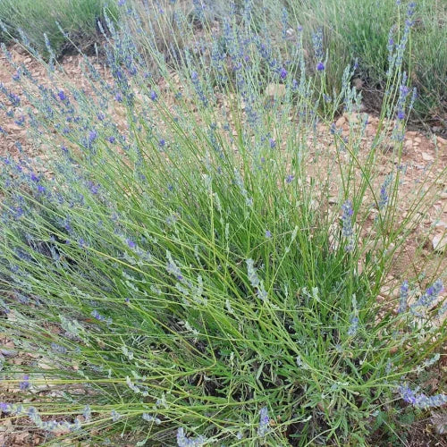 Organic Essential Oil - Spike Lavender