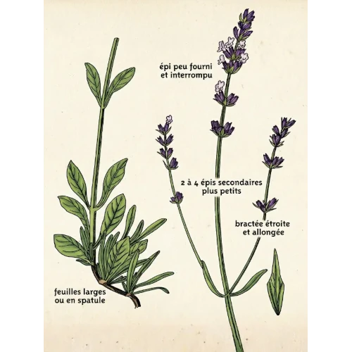 Organic Essential Oil - Spike Lavender