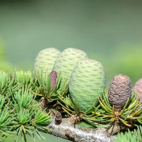 Organic Essential Oil - Atlas Cedar