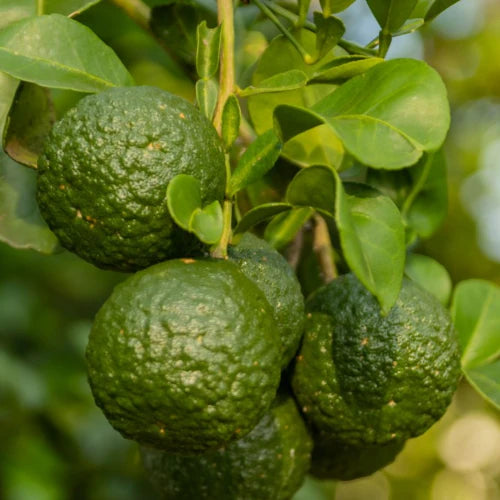 Organic Essential Oil - Bergamot