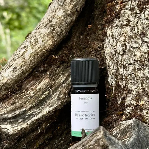 Organic Essential Oil - Exotic Basil