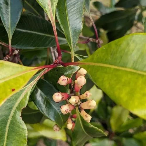 Organic Essential Oil - Clove Bud