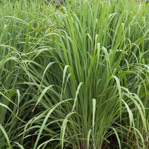 Organic Essential Oil - Java Citronella