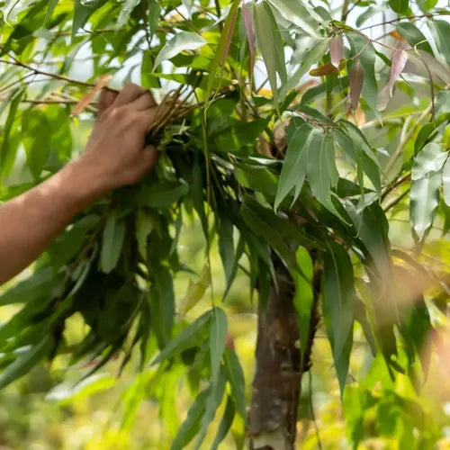 Organic Essential Oil - Lemon Eucalyptus